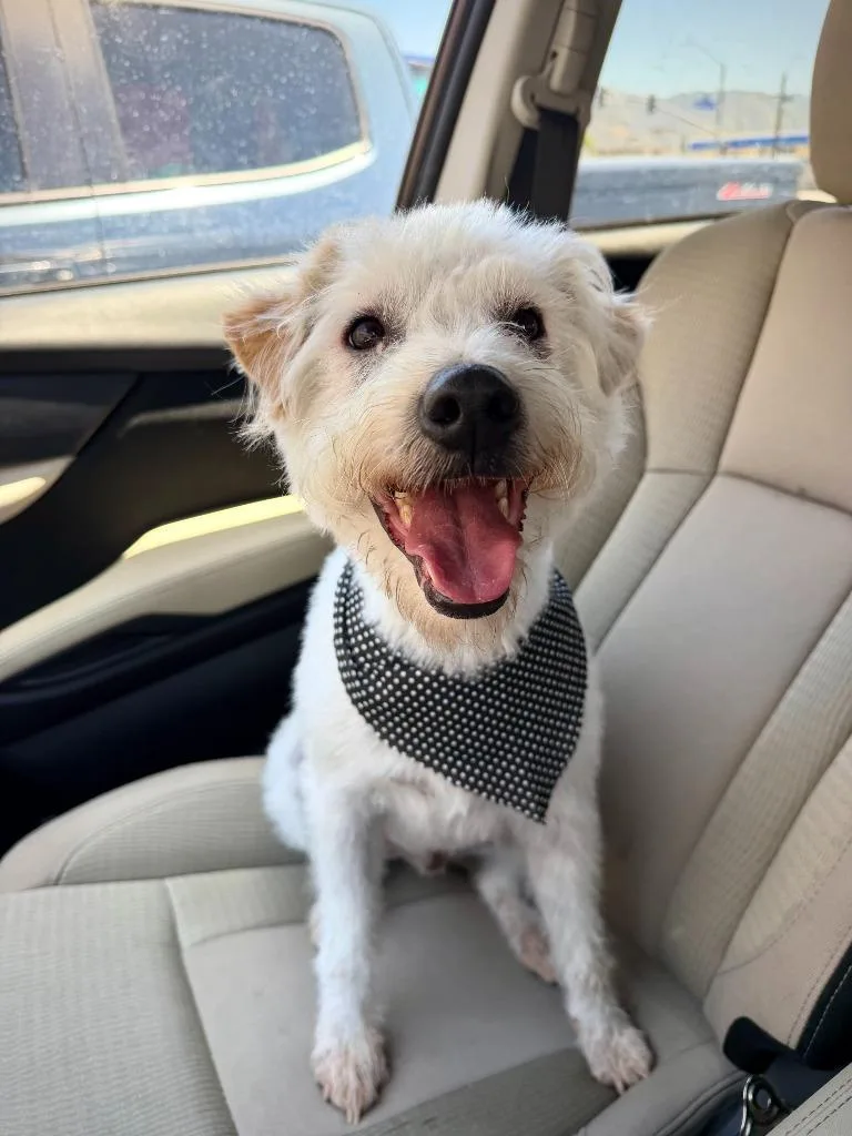 An adult small-sized male West Highland White Terrier / Westie dog named Mr. Waffles for adoption in Los Angeles, CA
