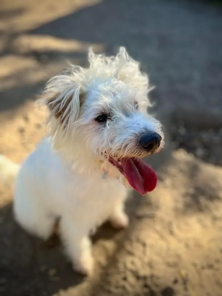 Mr. Waffles thumbnail 2