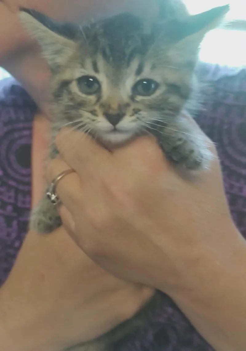 A baby medium-sized male Tabby (Tiger Striped) Domestic Short Hair cat named Manny Purrez for adoption in Fair Oaks, IN