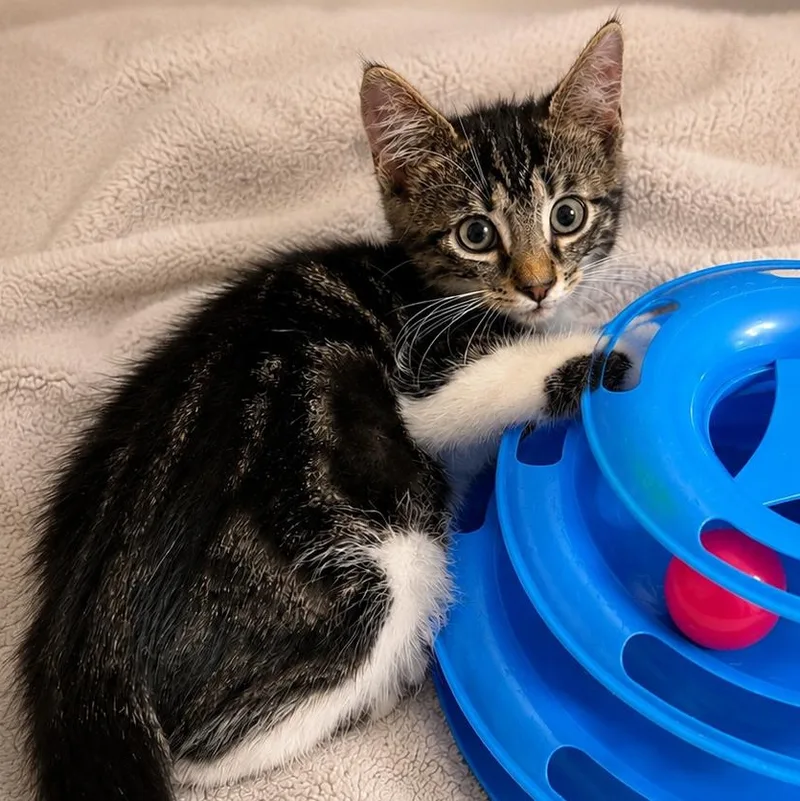 A baby medium-sized male Domestic Short Hair cat named Cypress for adoption in Lemoyne, PA