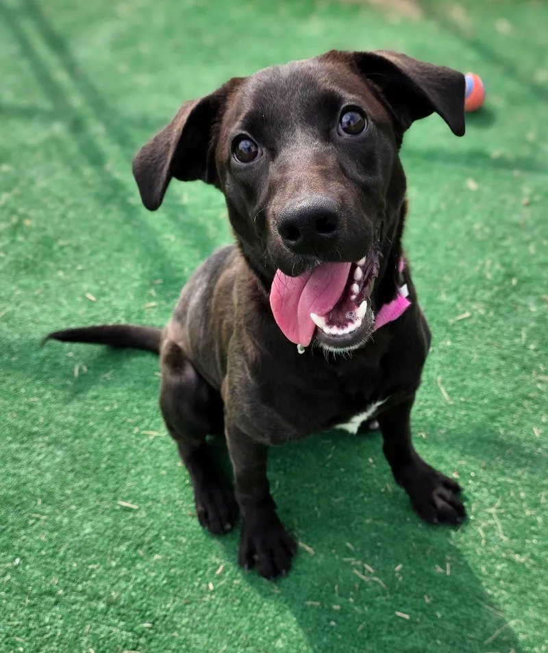 A baby medium-sized female Black Labrador Retriever dog named Billie for adoption in Gainesville, TX