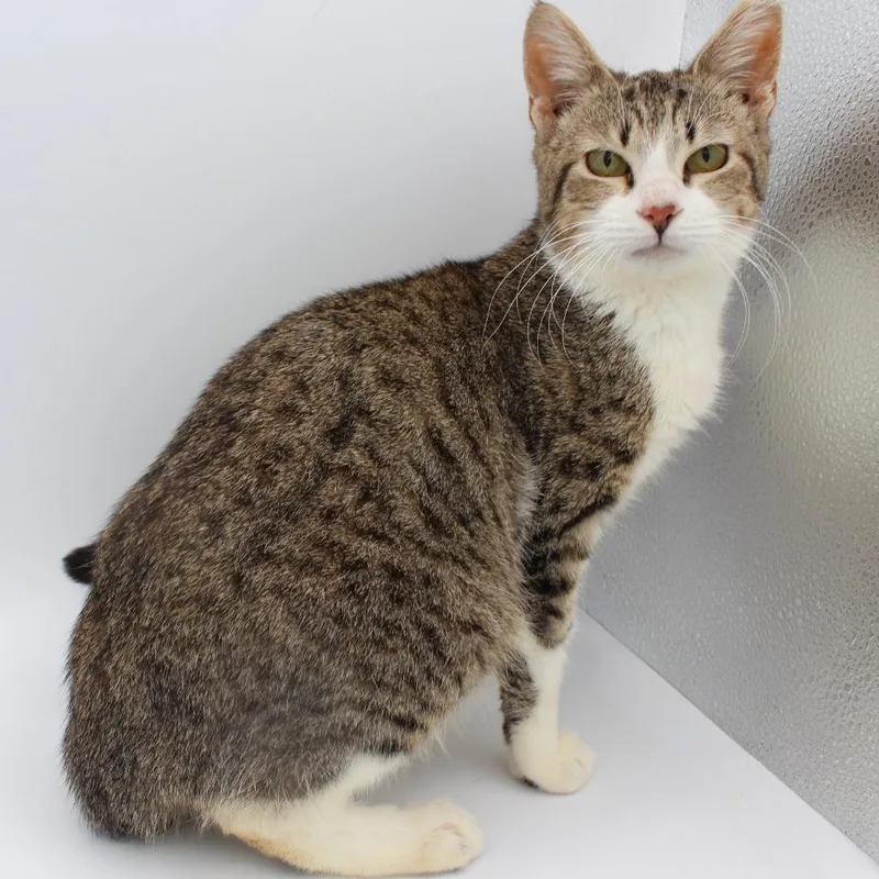 A baby small-sized female Domestic Short Hair cat named Bgirl for adoption in New Braunfels, TX