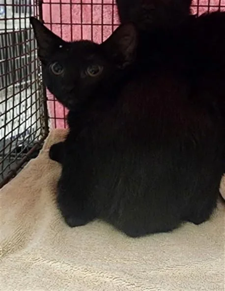 A baby small-sized male Domestic Short Hair cat named Echo for adoption in Chatsworth, CA