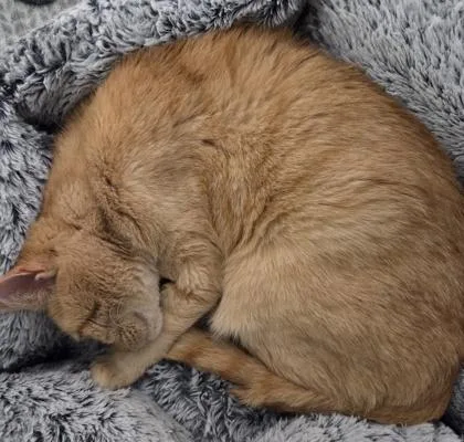 An adult medium-sized male Tabby (Orange / Red) Domestic Short Hair cat named Corgi for adoption in Phoenixville, PA