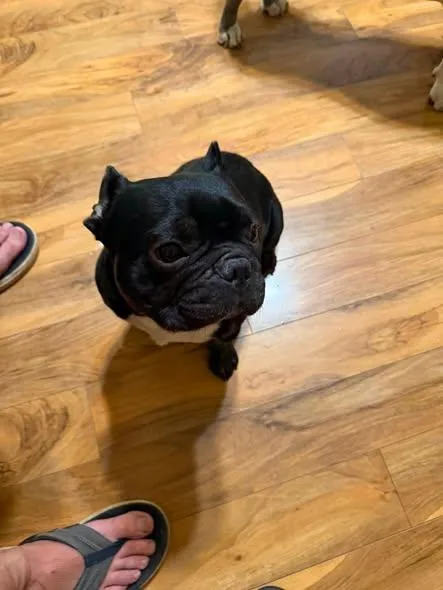 A young medium-sized male French Bulldog dog named Teddy for adoption in Union Beach, NJ