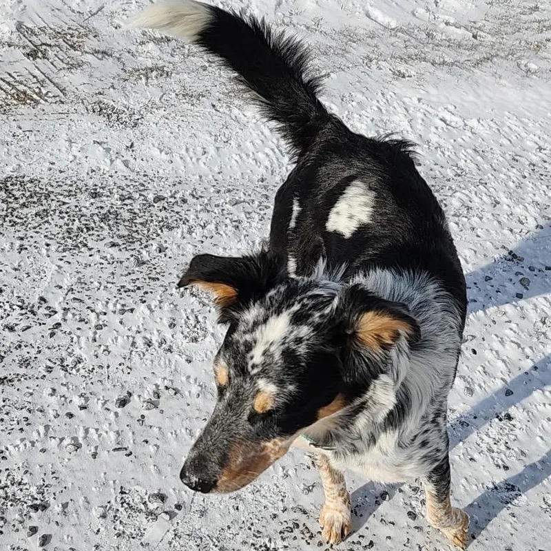 Regular Sized Dixie thumbnail 2