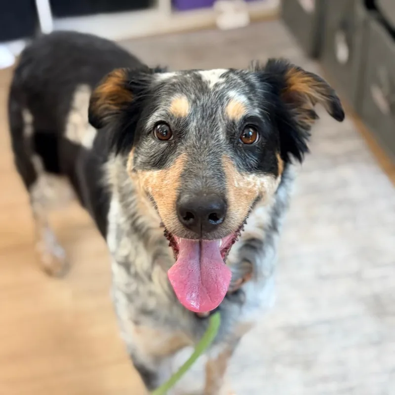 Regular Sized Dixie thumbnail 3