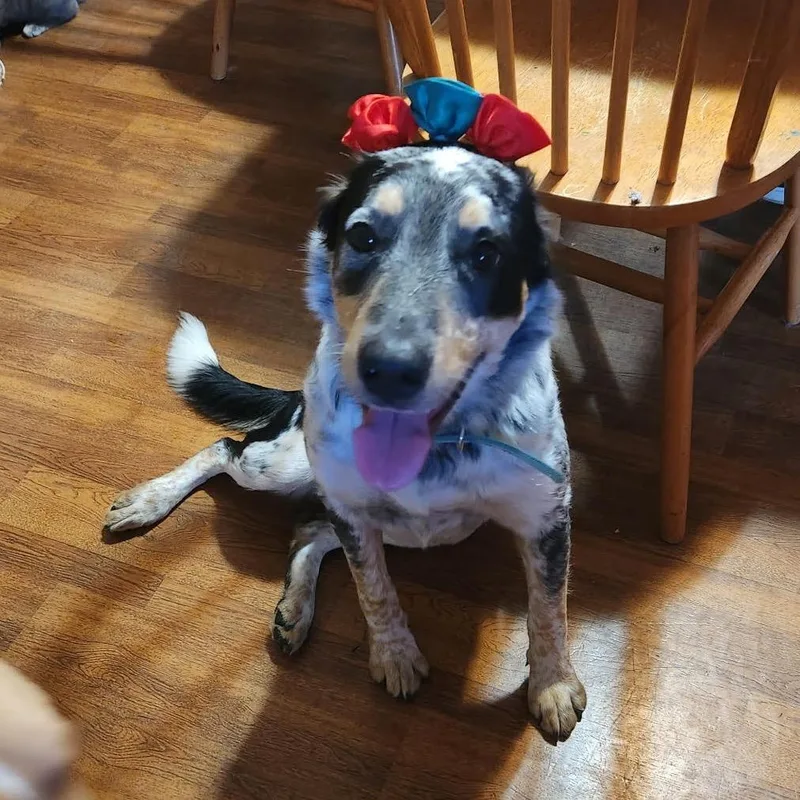 Regular Sized Dixie thumbnail 4