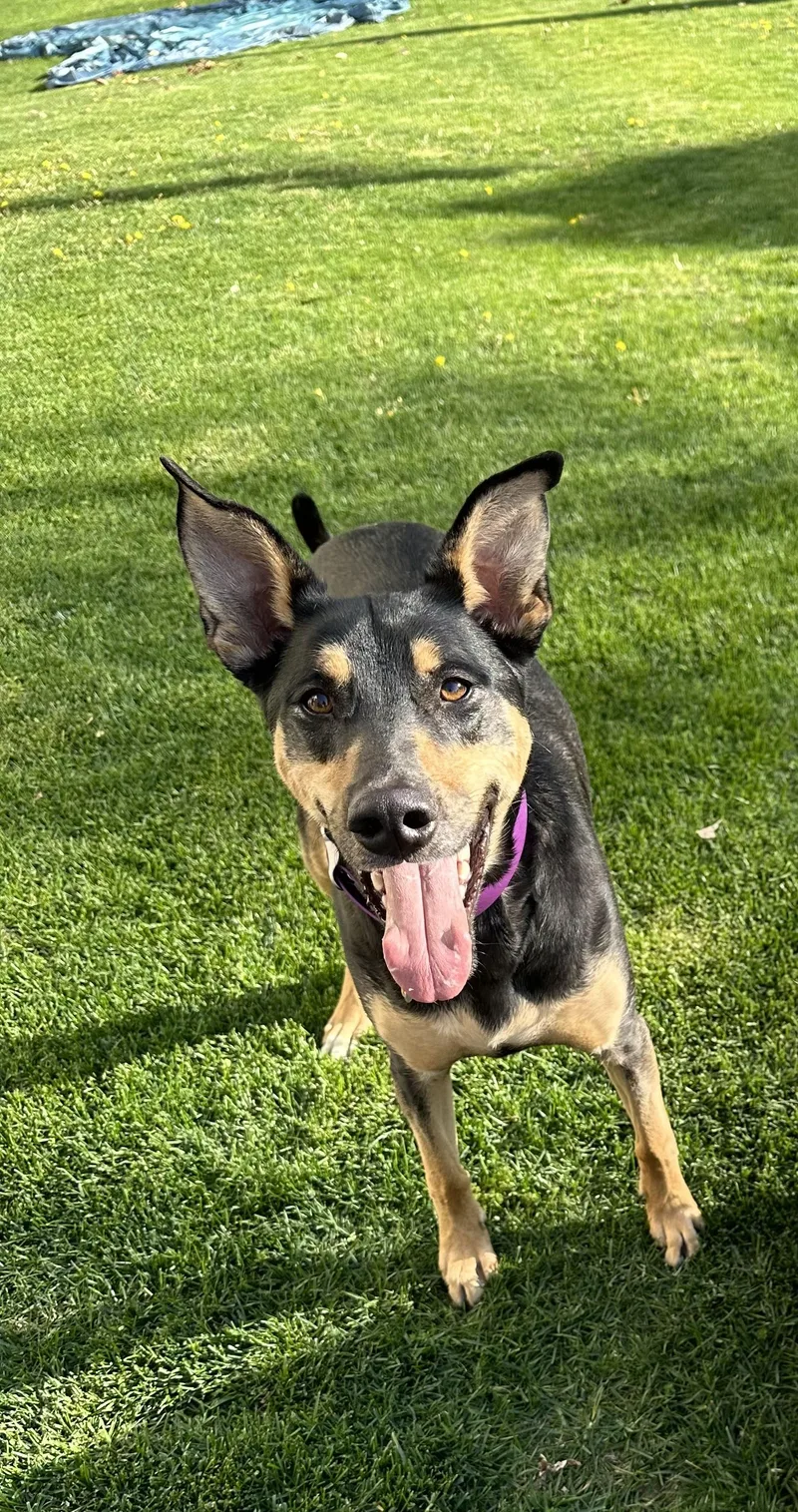 A young medium-sized female Black Doberman Pinscher dog named Zola for adoption in White Lake, MI