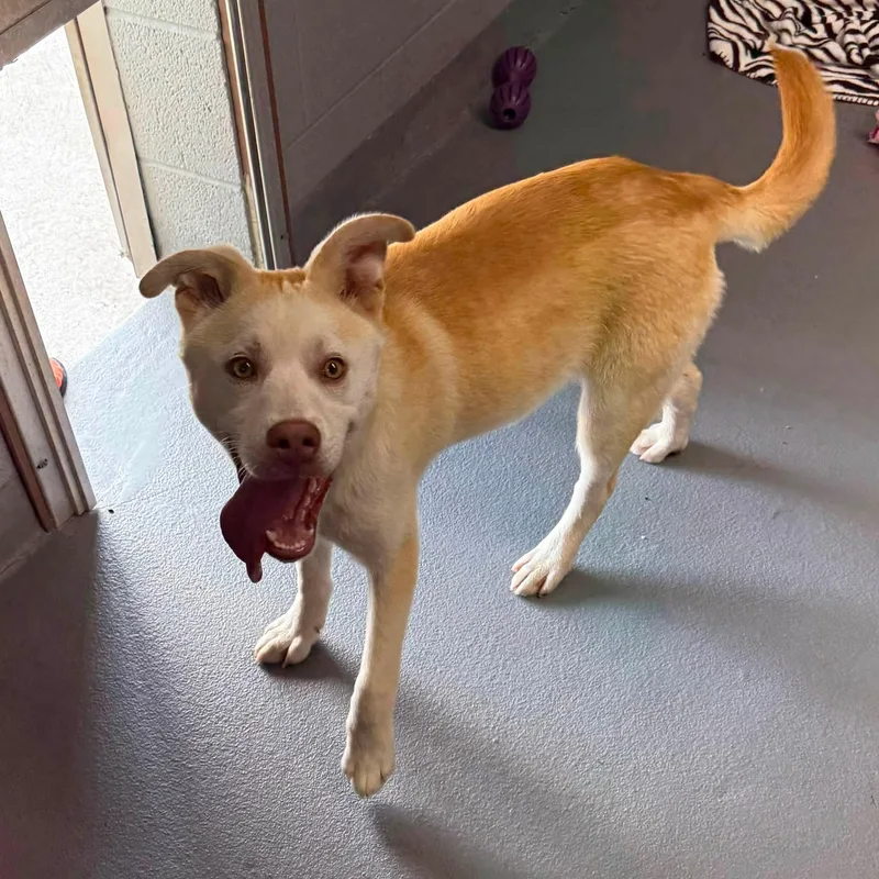A young medium-sized male Yellow / Tan / Blond / Fawn Husky dog named Leo for adoption in Cadiz, OH