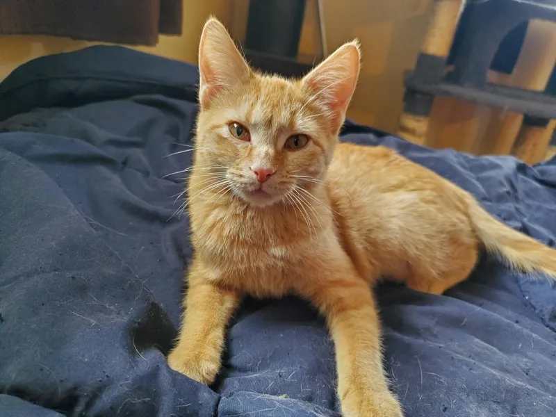 An adult medium-sized female Domestic Short Hair cat named Gracie for adoption in Chicago Ridge, IL