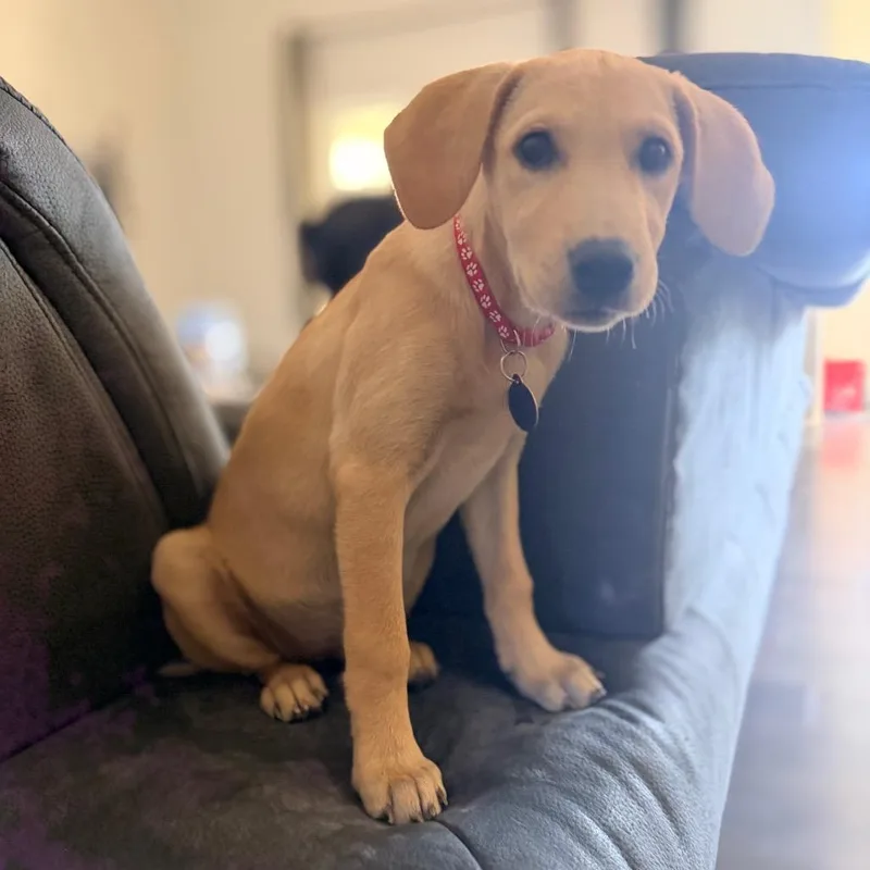 Sadie thumbnail 2