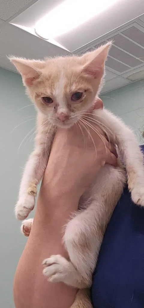 A baby small-sized male Domestic Short Hair cat named Jim for adoption in Athens, TN
