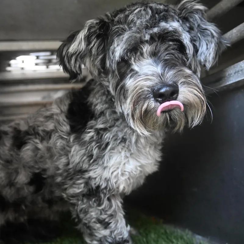 An adult medium-sized male Gray / Blue / Silver Schnauzer dog named Benji for adoption in Galveston, TX