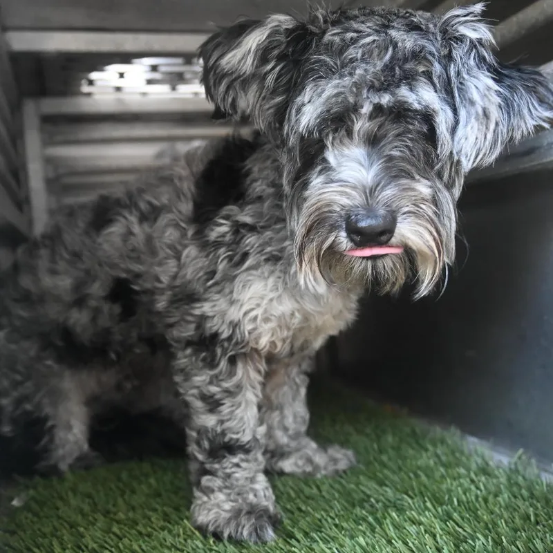 Benji thumbnail 2