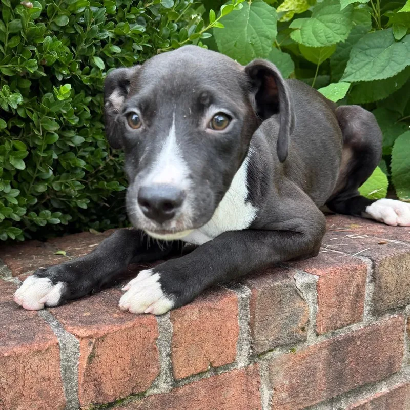 A baby medium-sized female Black Mixed Breed dog named Cleats for adoption in Brownsboro, AL
