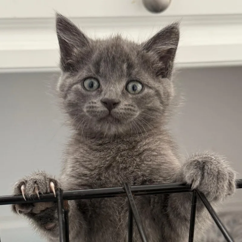 A baby small-sized female Gray / Blue / Silver Domestic Medium Hair cat named Blueberry Cobbler for adoption in Jacksonville, FL