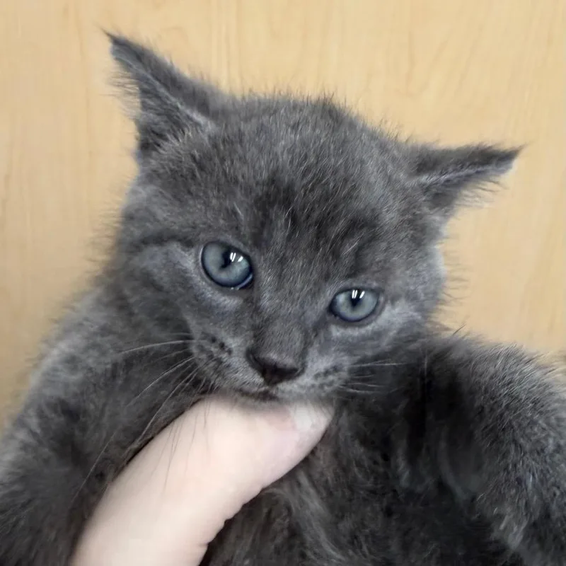 Blueberry Cobbler thumbnail 2