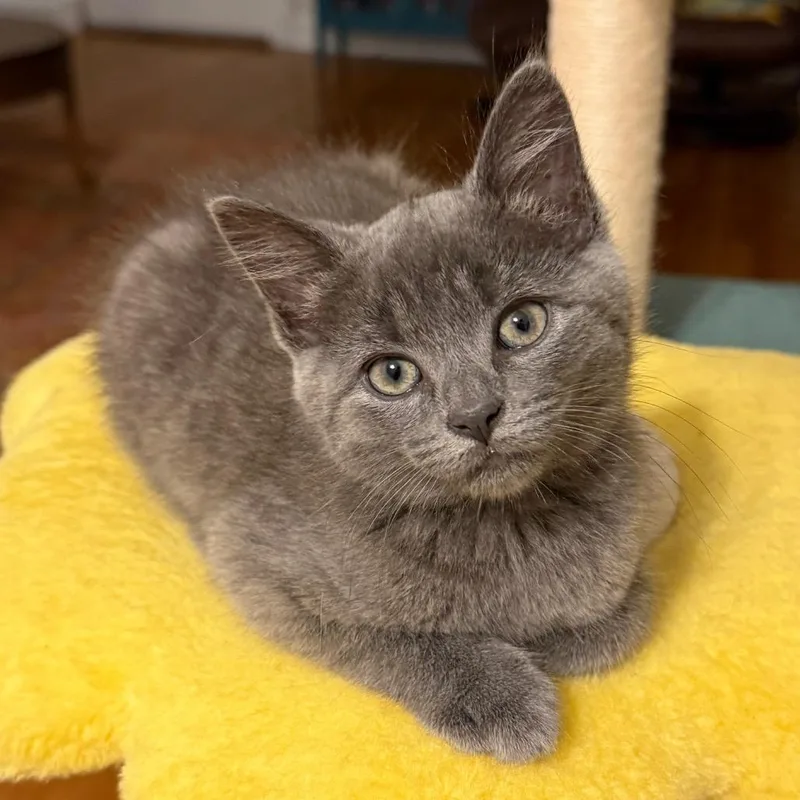 Blueberry Cobbler thumbnail 3