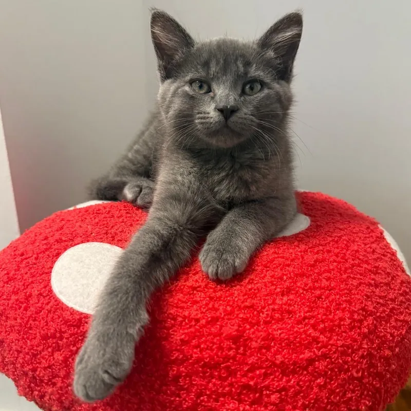 Blueberry Cobbler thumbnail 4