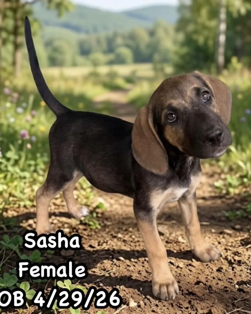 A baby large-sized female Tricolor (Brown, Black, & White) Hound dog named AAD New Arrival! for adoption in Armonk, NY