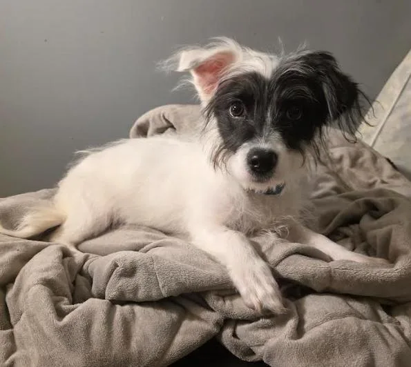 A baby small-sized female White / Cream Papillon dog named Elsie for adoption in Manvel, TX