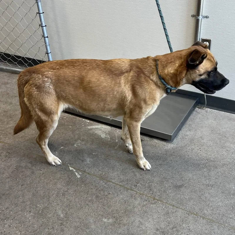 An adult large-sized female Brown / Chocolate Mixed Breed dog named Indie for adoption in Las Cruces, NM