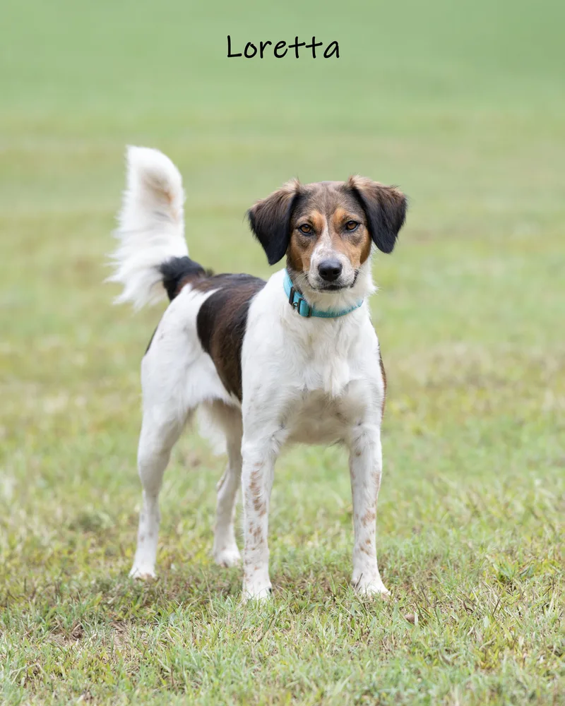 An adult medium-sized female Tricolor (Brown, Black, & White) Mixed Breed dog named Loretta for adoption in Bishop, GA