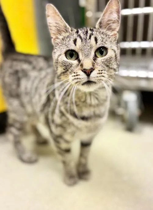 A young medium-sized female Gray / Blue / Silver Domestic Short Hair cat named Hannah for adoption in Cicero, IL