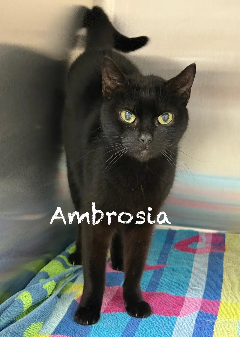 An adult medium-sized female Black Domestic Short Hair cat named Ambrosia for adoption in Pawleys Island, SC