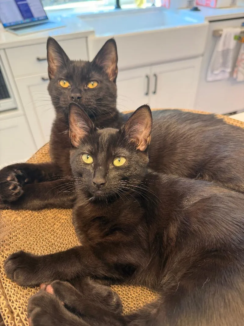 A baby medium-sized female Black Domestic Short Hair cat named Stormy & Rosie Snugglebeans for adoption in Kirkland, WA
