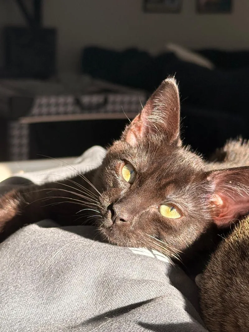Stormy & Rosie Snugglebeans thumbnail 4