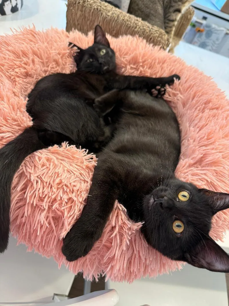 Stormy & Rosie Snugglebeans thumbnail 5