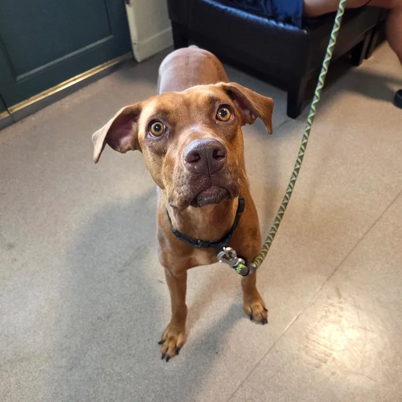 An adult medium-sized female Red / Chestnut / Orange Vizsla dog named Liza for adoption in Pasadena, CA