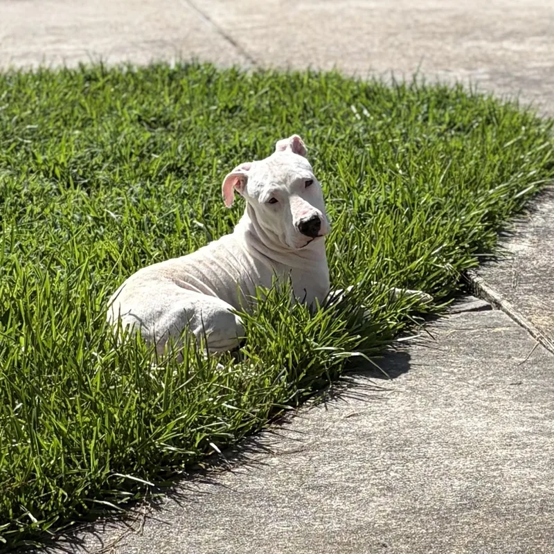 A young medium-sized female White / Cream Pit Bull Terrier dog named Trinity for adoption in Spring, TX