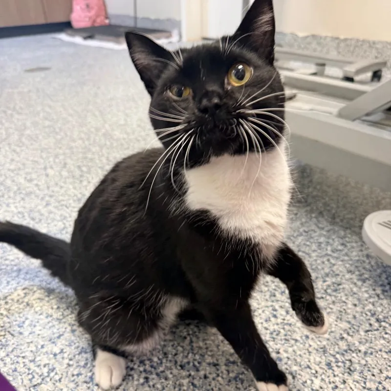 A young large-sized male Domestic Short Hair cat named Jasper for adoption in Great Falls, MT