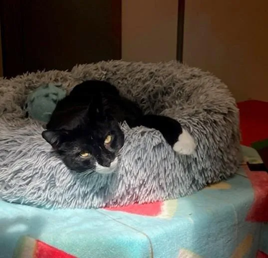 A young medium-sized male Domestic Short Hair cat named Alexander for adoption in Springfield, MA