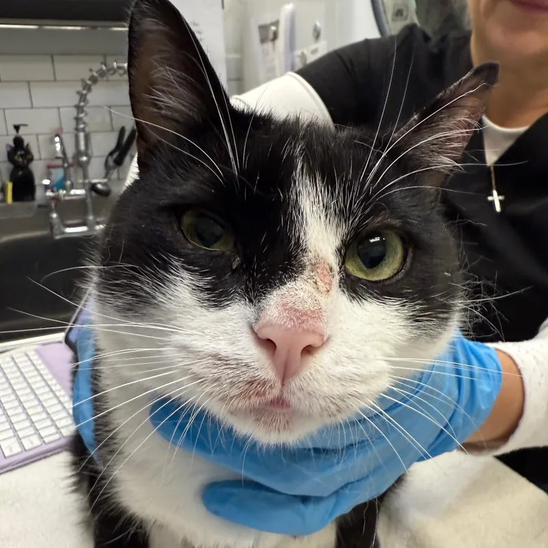 Neville Longbottom thumbnail 2