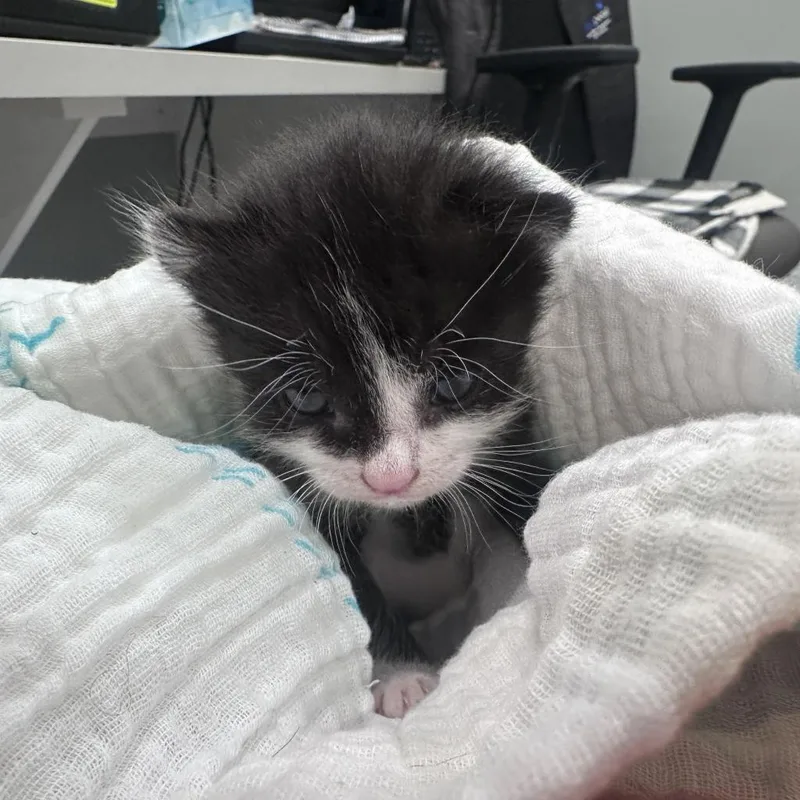 Neville Longbottom thumbnail 4