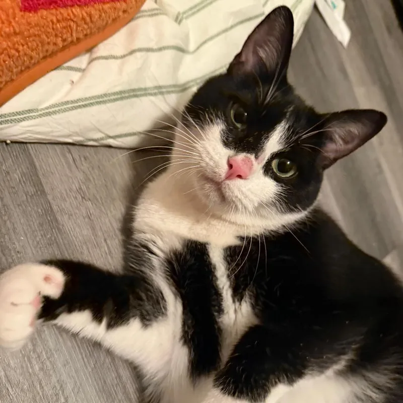 Neville Longbottom thumbnail 5