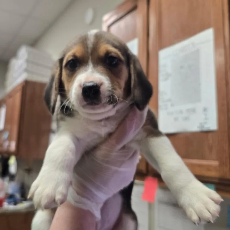 Prince  U thumbnail 2