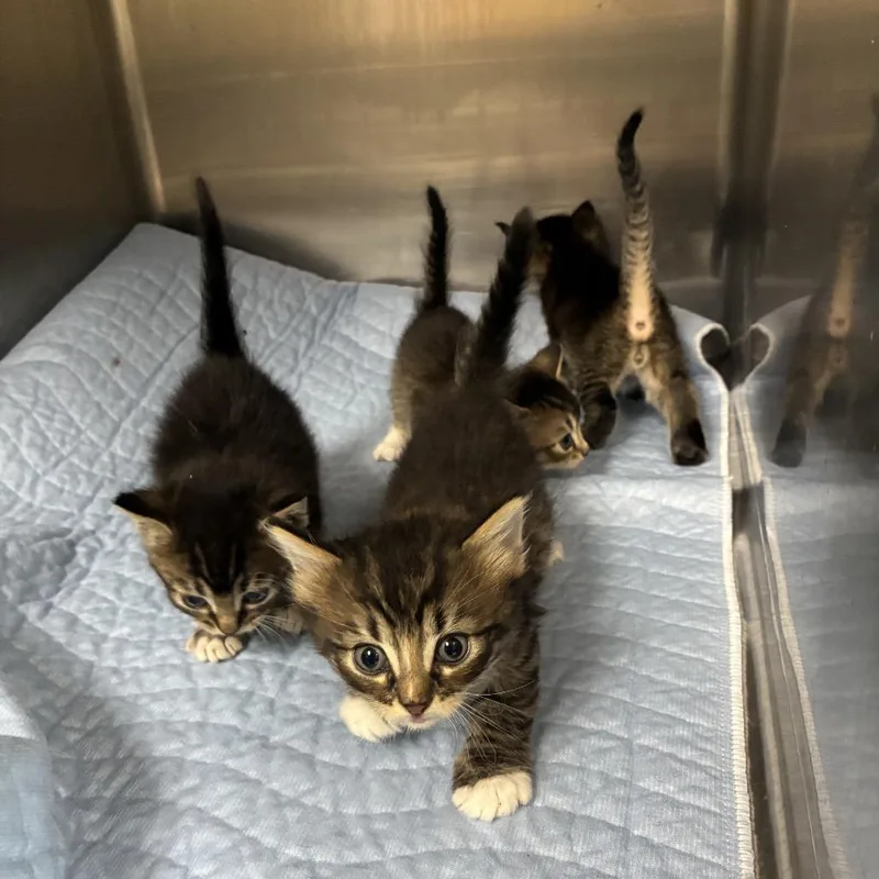 A baby small-sized male Brown / Chocolate Domestic Short Hair cat named Virgil for adoption in Canton, IL
