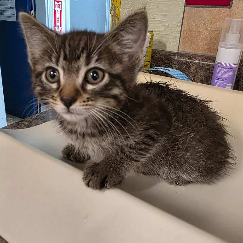 A baby small-sized male Brown / Chocolate Domestic Short Hair cat named Wartortle for adoption in Eureka Springs, AR