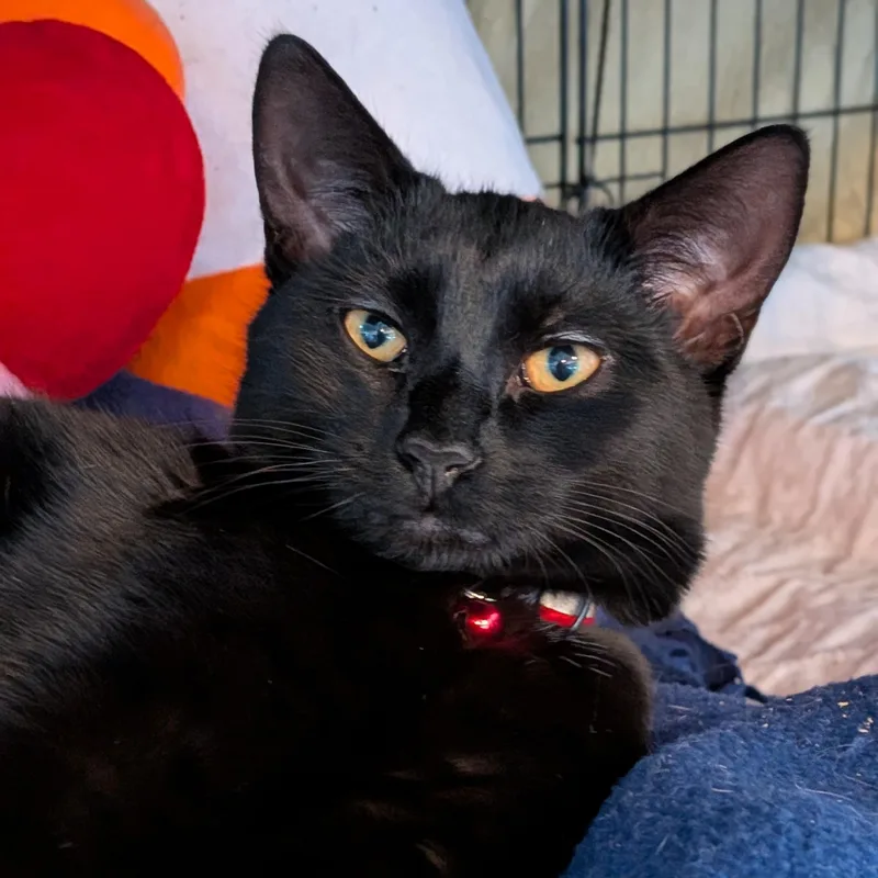 A baby medium-sized male Black Domestic Short Hair cat named Alessandro Aka "al" for adoption in Newburgh, NY