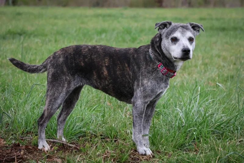 An adult medium-sized female Mixed Breed dog named Daisy for adoption in Columbia, TN