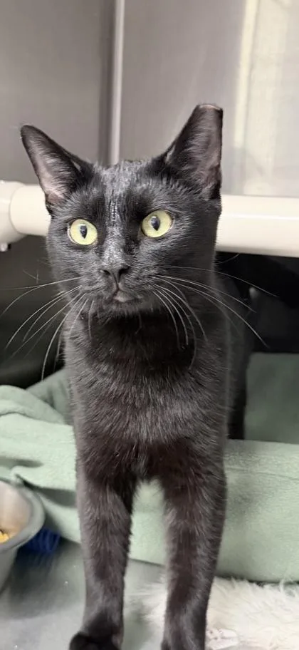 A baby small-sized female Domestic Short Hair cat named Rhiannon and Rumor for adoption in Venice, FL