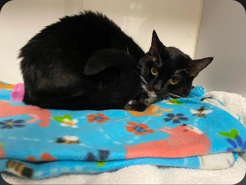 Sylvester thumbnail 2