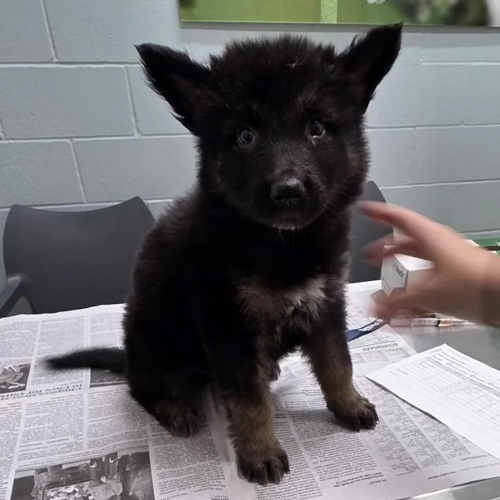 A baby small-sized male Black Mixed Breed dog named Devon Taylor for adoption in Jacksonville, FL