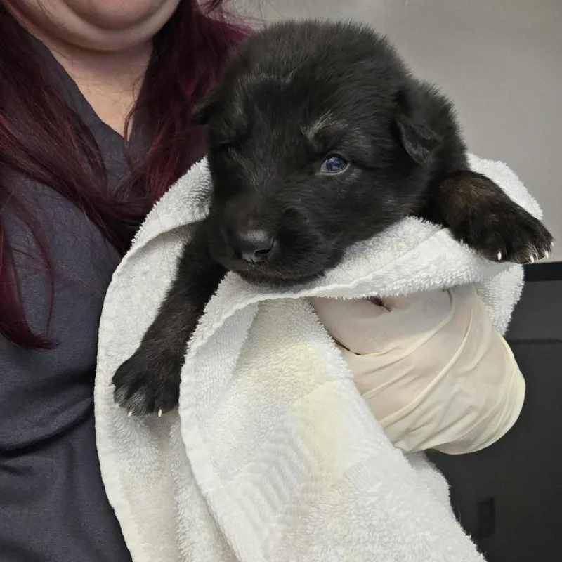 Devon Taylor thumbnail 2