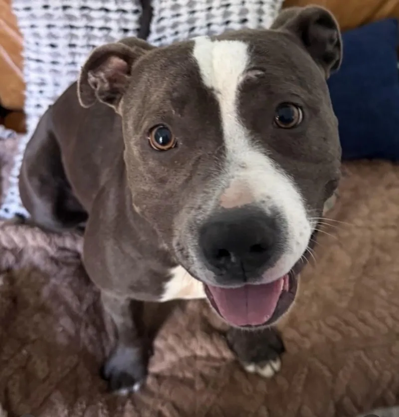 A young medium-sized female Gray / Blue / Silver Pit Bull Terrier dog named Coco for adoption in Hayward, CA